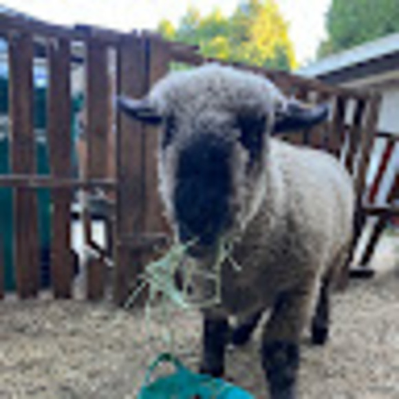 Meet your Posher, Sarah ayers - Picture 1 of 1